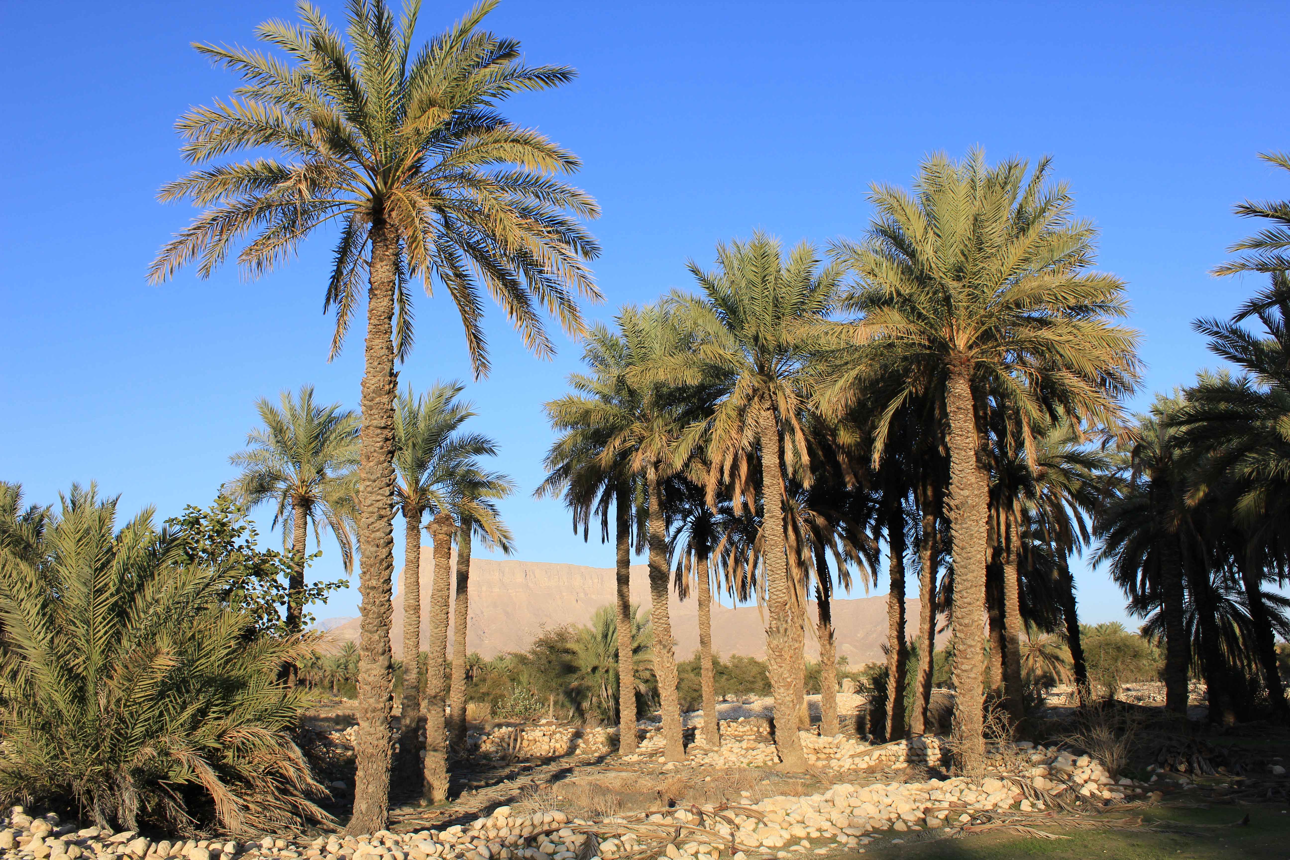 Le Prophète ﷺ et Jâbir b. ‘Abdallâh