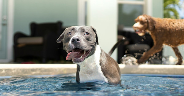 Survive the Dog Days of Summer With These Home Tips