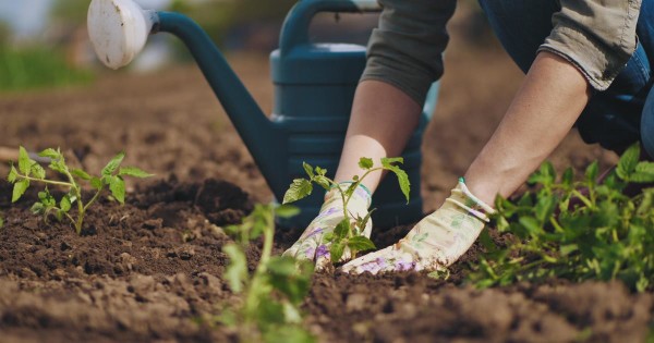 How To Start a Garden From Scratch This Spring