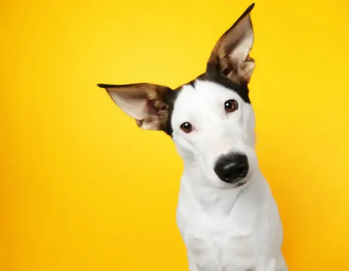 Laika-perros-1 710 x 552