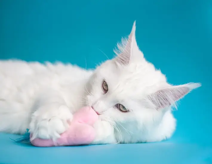 Laika-gatos- 710 x 552