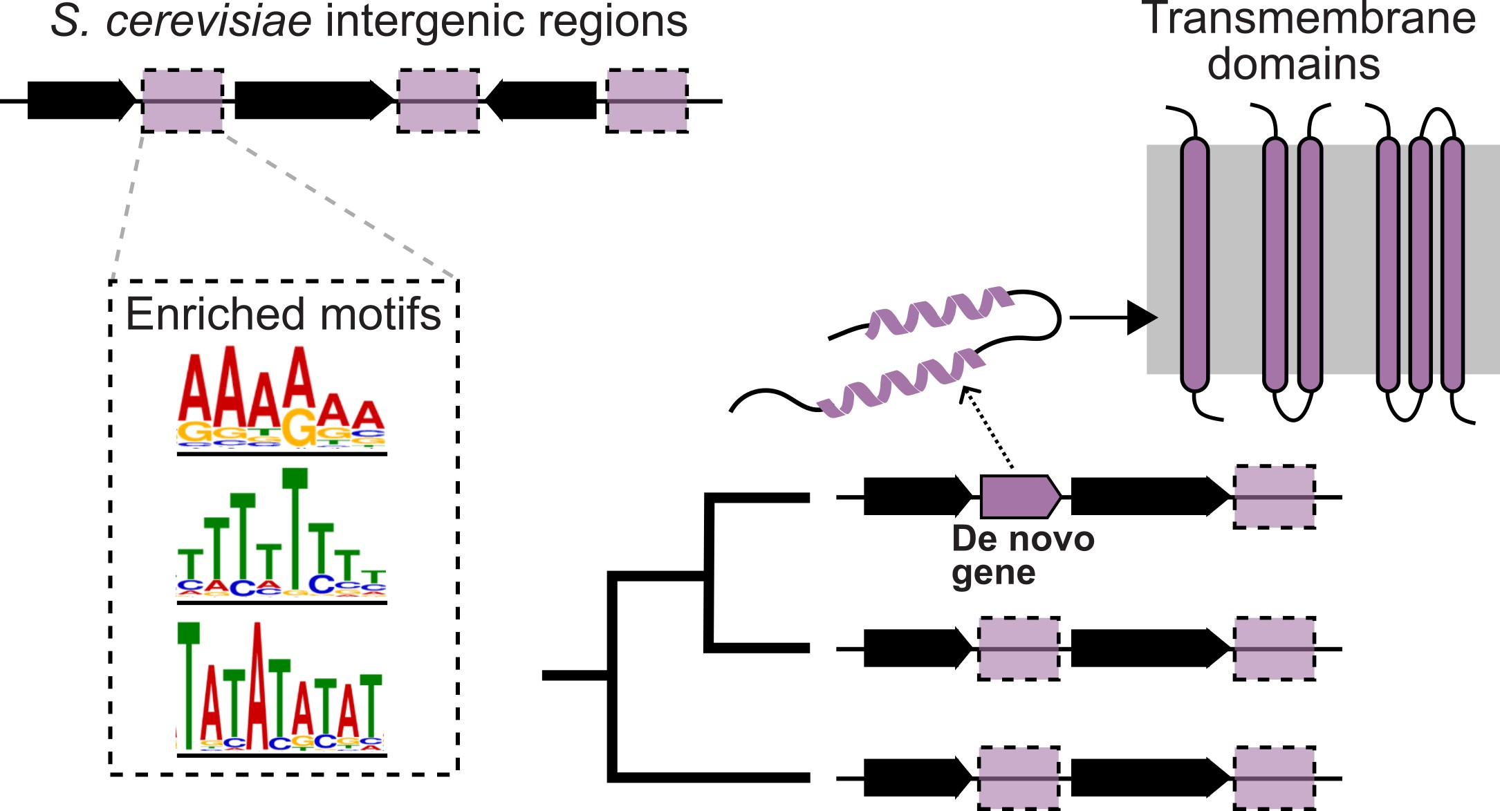 New publication from Nikos Vakirlis and Timothy Fuqua (University of Zurich) !