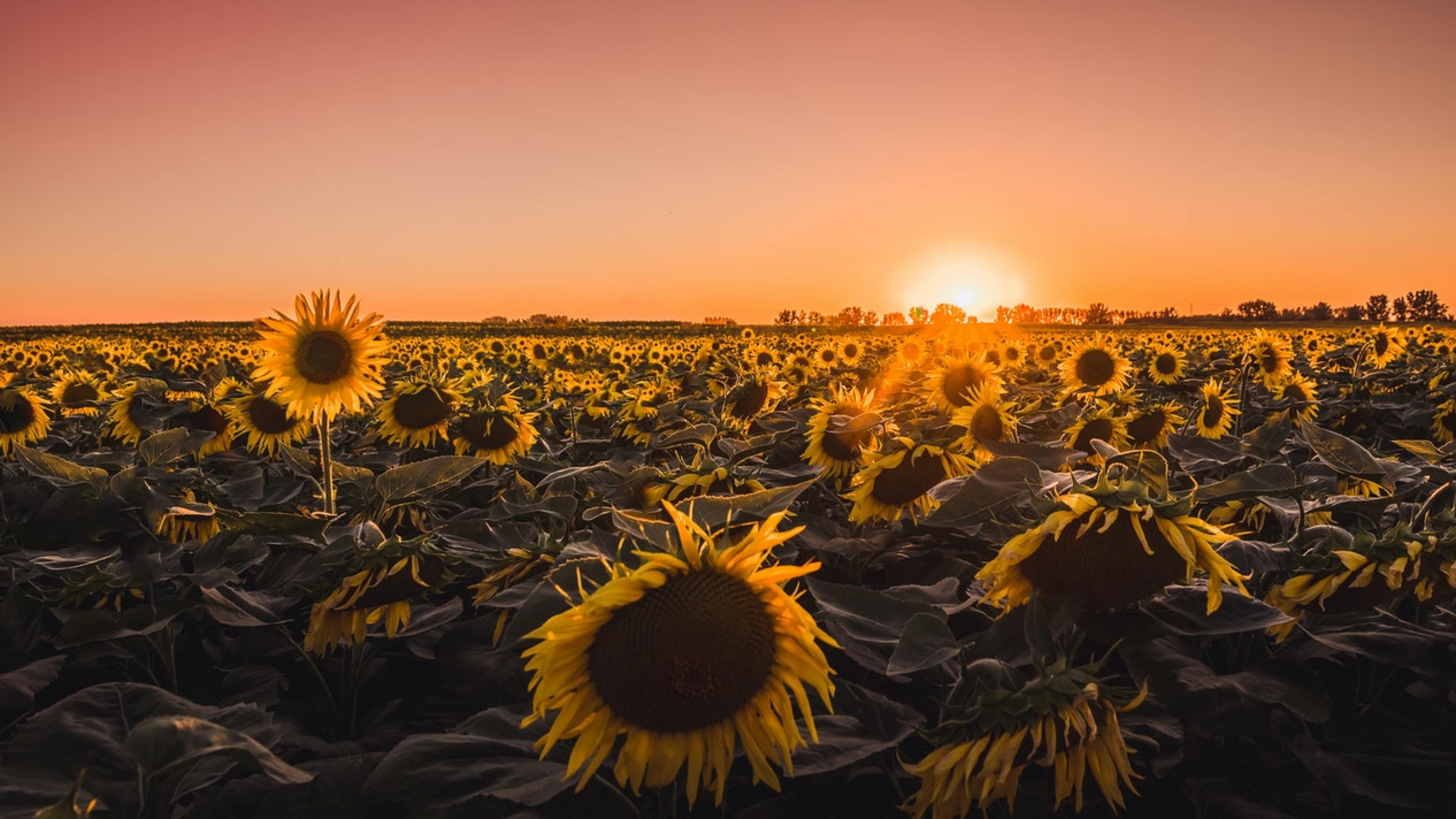 Photo by David Bartus from Pexels