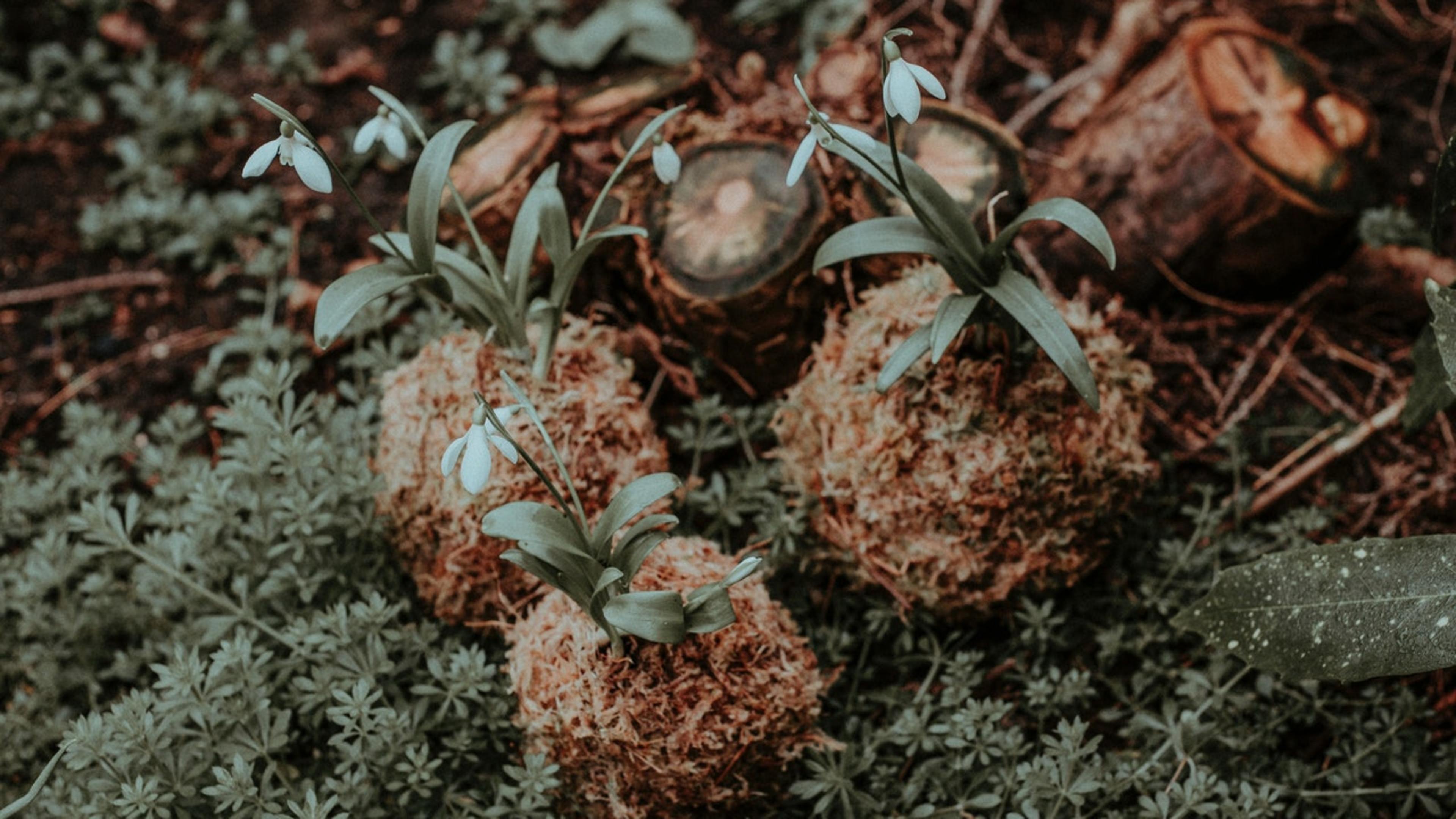 Photo by Flora Westbrook from Pexels