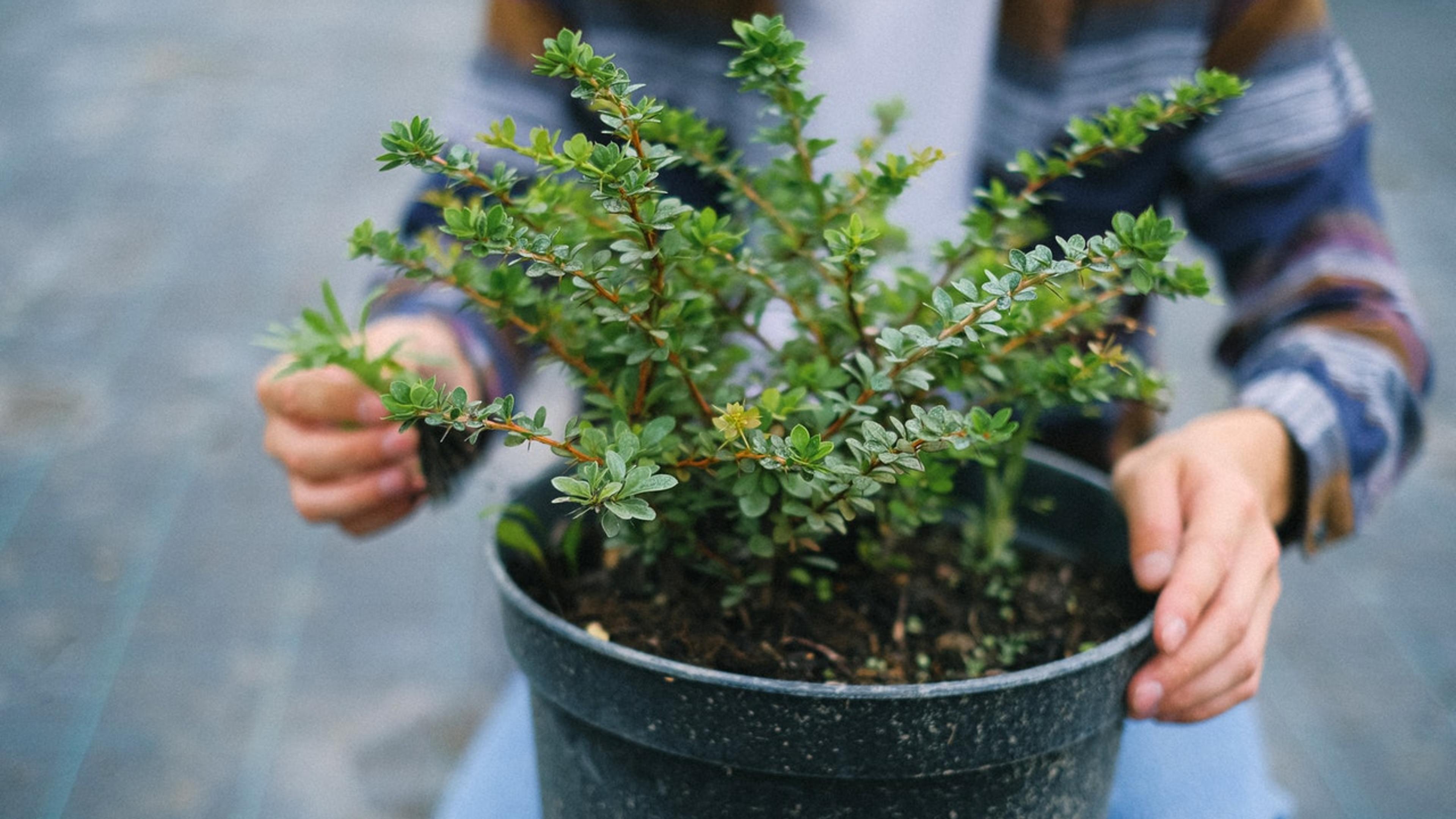 Photo by Anna Shvets from Pexels