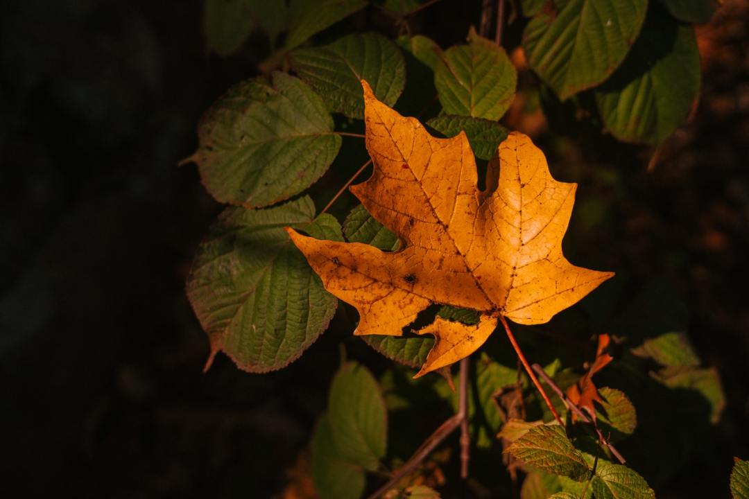 Photo by Marta Wave from Pexels