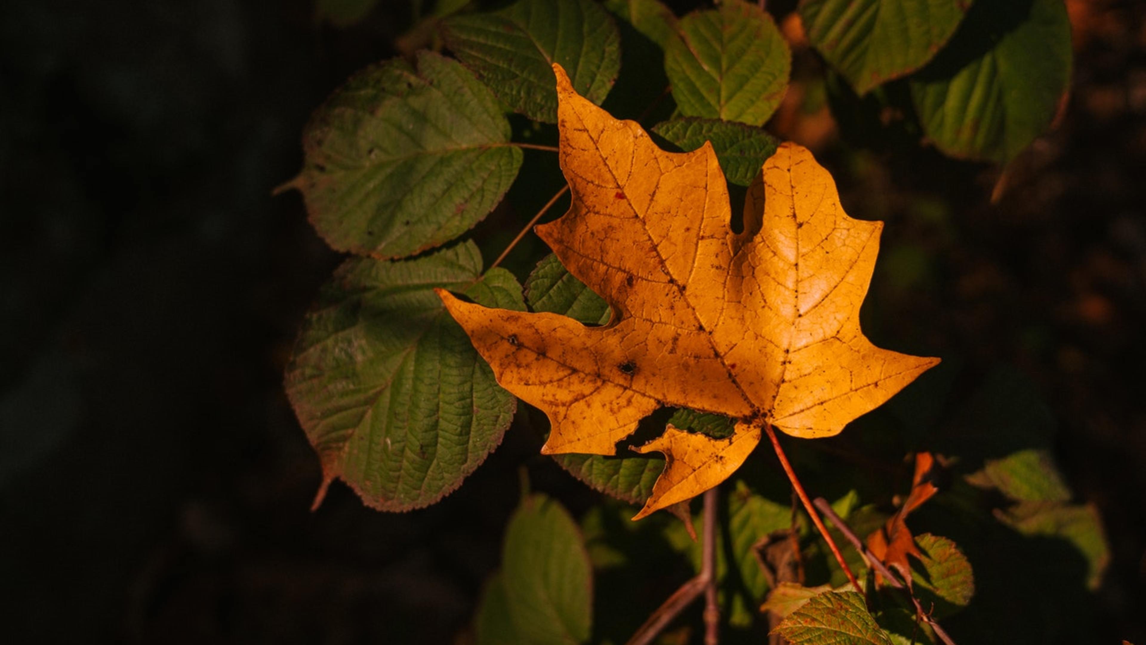 Photo by Marta Wave from Pexels