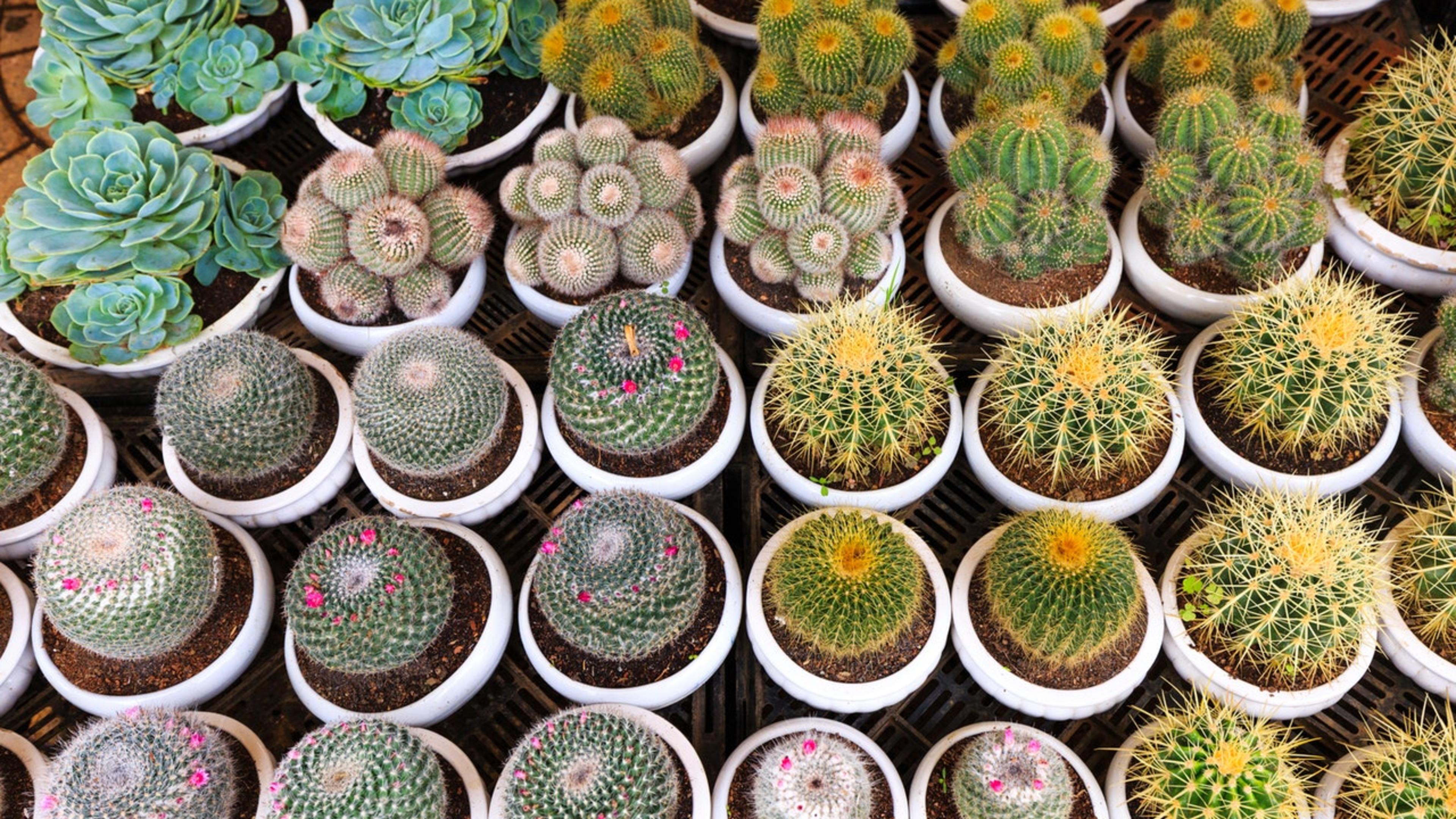 Photo by Quang Nguyen Vinh from Pexels