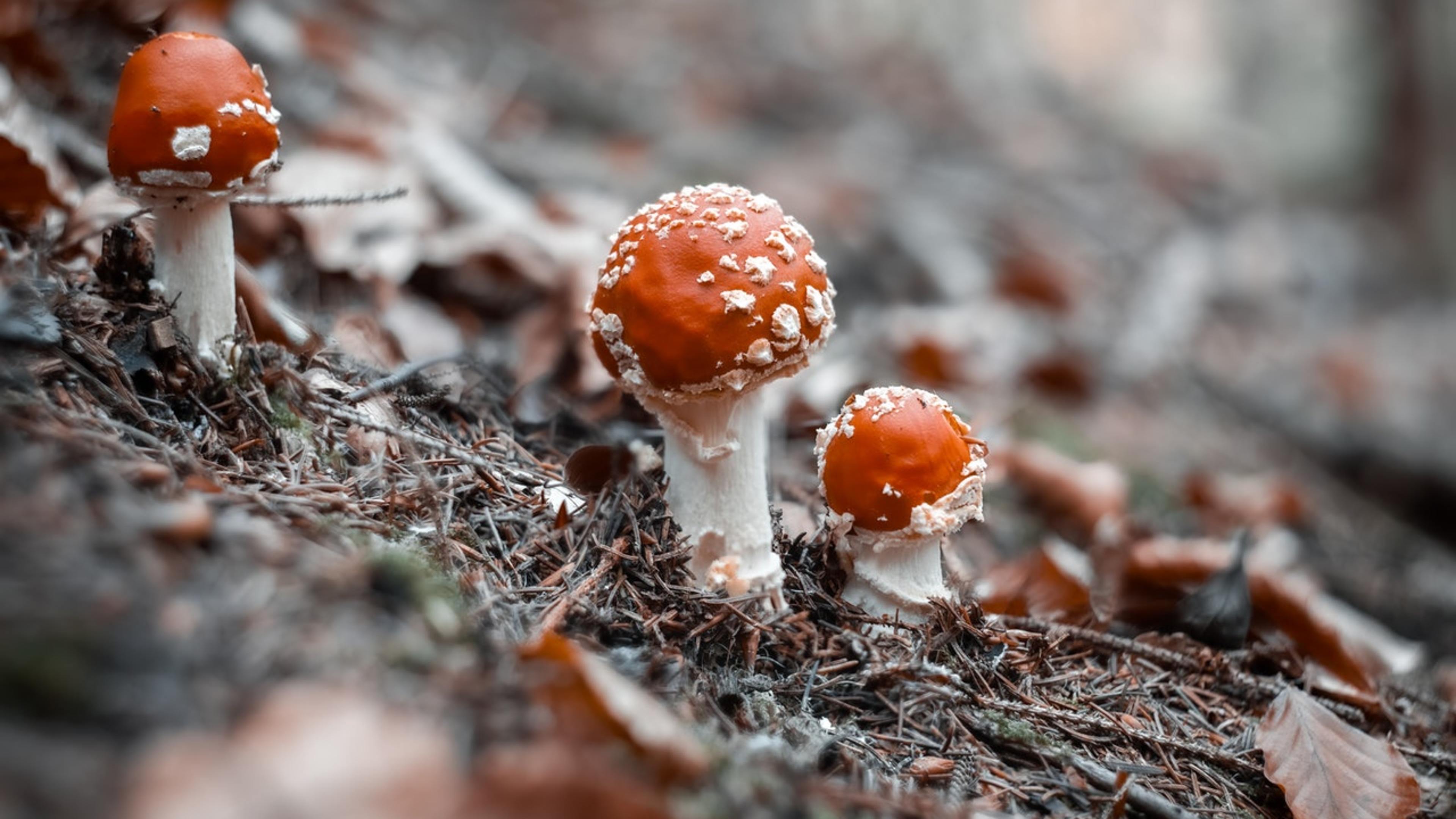 Photo by Vaidas Vaiciulis from Pexels