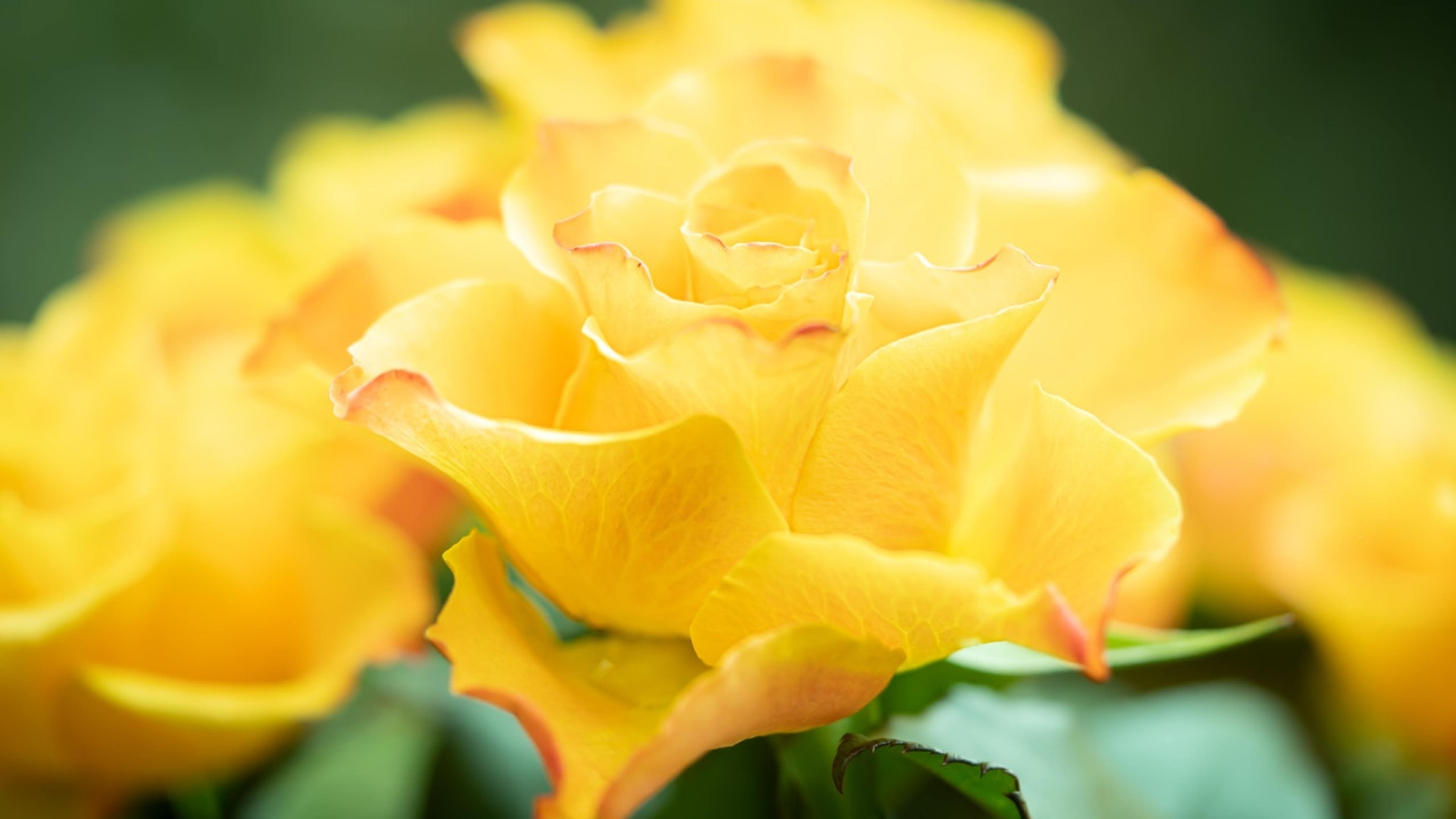 Photo by Mammiya from Pexels
