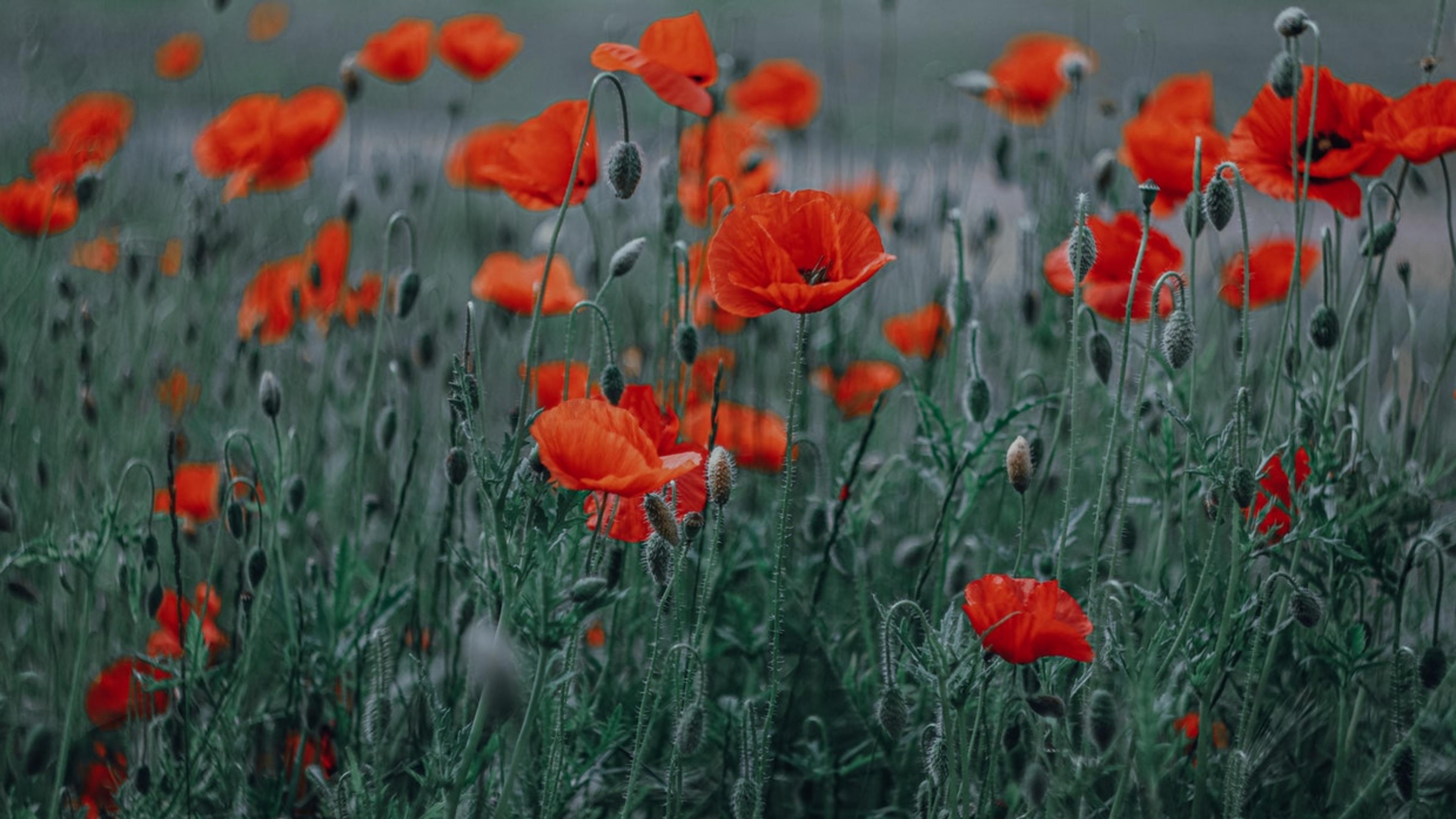 Photo by Denis Dykyi from Pexels