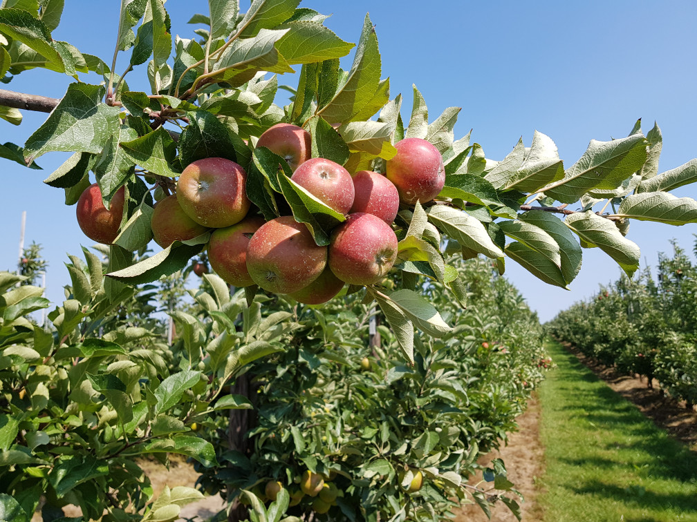 Altes Land, Apfelblüte