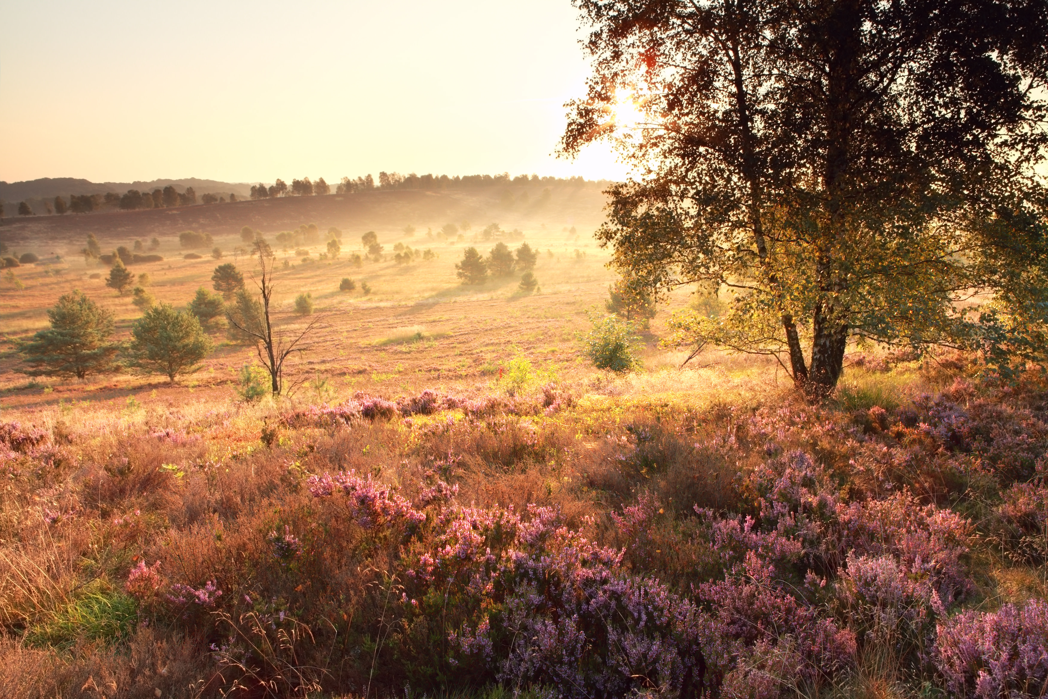 Lüneburger Heide