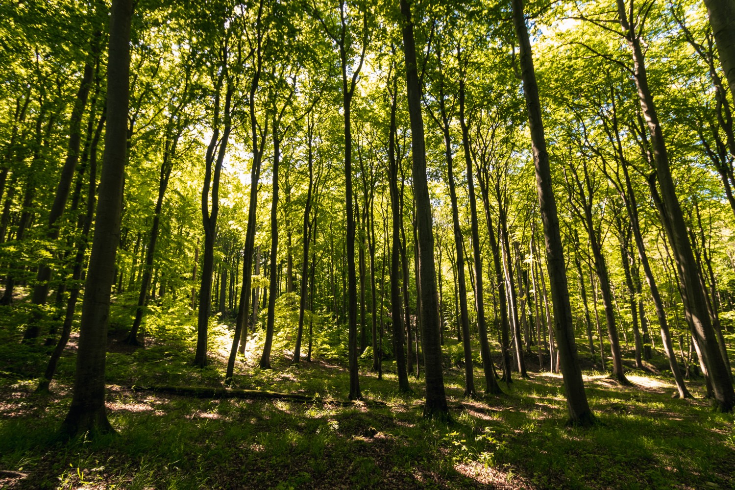 Rügen, Nationalpark Jasmund