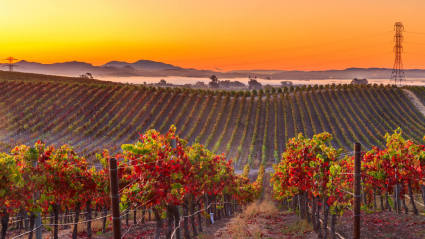 A photo of Napa Valley, California, one of the most romantic fall getaways.