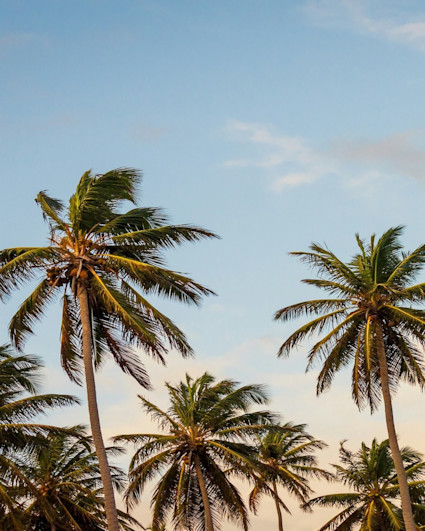 Tall coconut palm trees swaying against a soft blue sky with wispy clouds at golden hour.