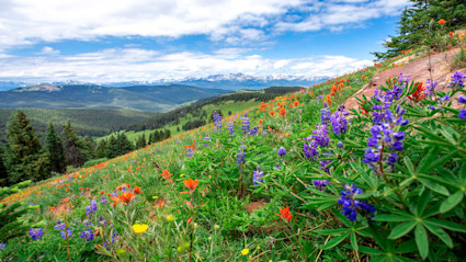 A vibrant summer scene in Vail, Colorado, with green meadows full of wildflowers and mountain peaks in the distance, showcasing the area's summer beauty.
