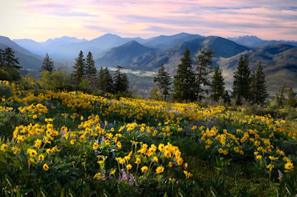 Image of the Cascades, Oregon, at sunset with wild flowers. 