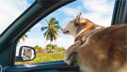 A pup sticks his head out a car window while cruising down the street in Palm Springs, a desert escape for a pet-friendly holiday.