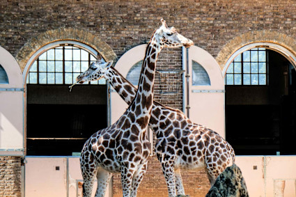 A stock image shows two giraffes at the London Zoo.