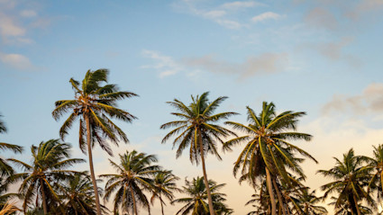 Tall coconut palm trees swaying against a soft blue sky with wispy clouds at golden hour.