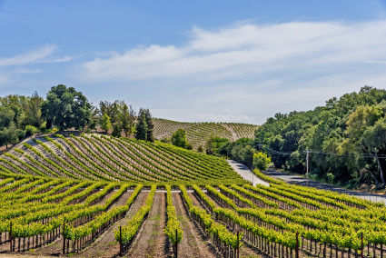 A vineyard on rolling hills