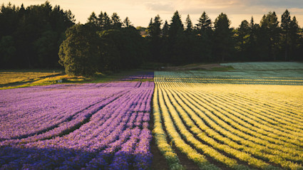 Colorful farm rows in Sonoma signal a year-round rhythm of tastings and festivals across wine country.