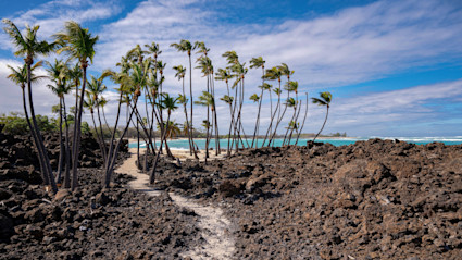 Lava field with a path leading to a palm tree lined beach.