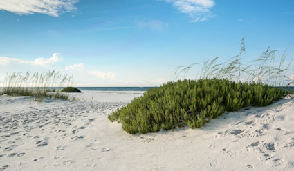 Beach with some green grass and shrubbery with the ocean in the distance.