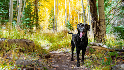 A brown dog pauses on a trail in Aspen with mountains beyond, a mountain-town favorite for alpine pet-friendly vacations.