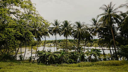 Lush palm trees lining the water invite guests and families to explore the natural landscapes and outdoor activities that define Kiawah Island’s summer experiences.