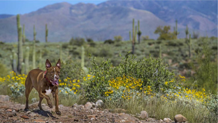 A brown dog runs among cacti and desert plants in Scottsdale, Arizona, highlighting the city’s flair for dog-friendly vacations.