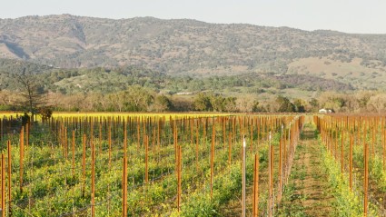 Vineyard in Napa with mountain in background