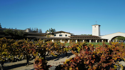 An autumn vineyard in Napa, CA, with rows of grapevines displaying golden and red leaves under a clear blue sky, conveying the heart of wine country during harvest season.