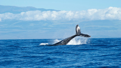 A whale tail emerging from the ocean with distant Maui mountains and sky in the background, offering a breathtaking representation of Maui's vibrant marine life and ocean adventure opportunities.