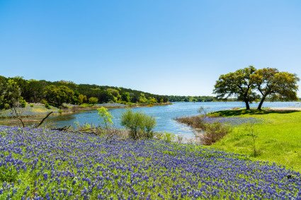 Flowers, grass and trees on the shore of a lake