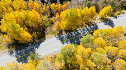 Aerial view of a road winding through a vibrant autumn forest in Aspen, Colorado, with golden aspens and lush greenery, perfectly capturing the essence of fall migration and bird watching in the Rockies.