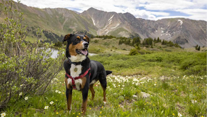 A black-and-white dog stands regally in a flowery prairie, showing why Denver shines for dog-friendly vacations.