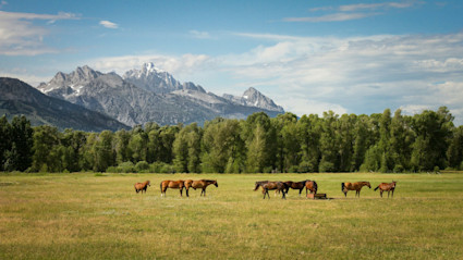 A scenic view of a summer meadow with grazing horses and the snow-capped Teton Range in the background, illustrating the dual-season appeal of Jackson Hole.