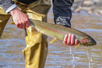 Fly fishing in Sun Valley