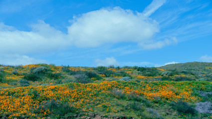Autumn colors on an Orange County hillside, a seasonal contrast to the coast and a reminder of fall’s softer light.