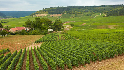 Vineyards with mountains