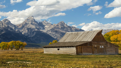A rustic wooden barn framed by vibrant yellow autumn foliage set against the dramatic Tetons in Jackson Hole, Wyoming, perfectly capturing the region's artistic inspiration and iconic fall ambiance.