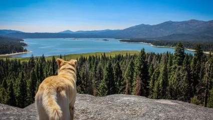 A dog gazes at the lake during its hike with its owner in Boise, a fun activity for pet-friendly vacations.
