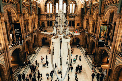 A stock image depicts dinosaur bones on display at the London Museum.