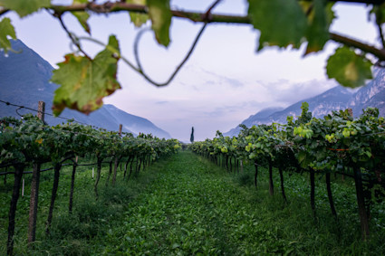 Rows of lush grapevines stretch toward distant mountains beneath a pastel sky, embodying the serene beauty of Santa Ynez Wine Country at harvest time. This landscape captures the allure of vineyard exploration and wine tasting experiences that are central to the Santa Barbara harvest season.
