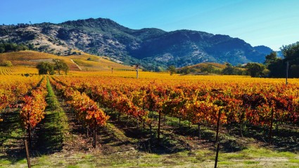 A photo of Napa Valley, a great place to enjoy fall in California.