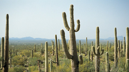 Desert landscape with saguaro cacti and mountain views captures the distinctive beauty and outdoor lifestyle of Scottsdale’s golf communities.