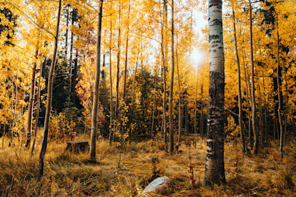 Fall foliage with the sun peeking through the trees.