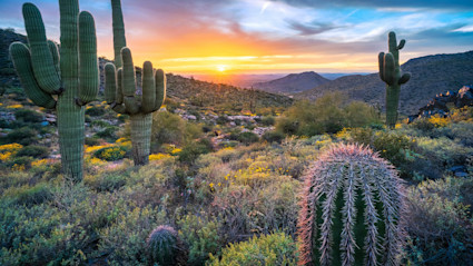 A Scottsdale sunset with saguaro cacti, symbolizing the privacy and tranquility of these desert homes.
